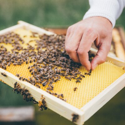 Bienenwabe mit Bienen | © Urlaub am Bauernhof Kärnten / Daniel Gollner