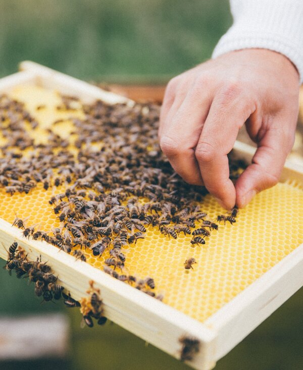 Bienenwabe | © Urlaub am Bauernhof Kärnten / Daniel Gollner Bienenwabe mit Bienen | © Urlaub am Bauernhof Kärnten / Daniel Gollner