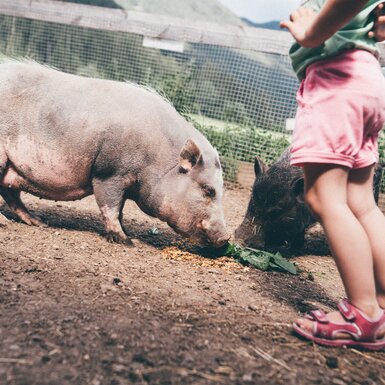 Schweine fressen im Stall | © Urlaub am Bauernhof Kärnten / Daniel Gollner
