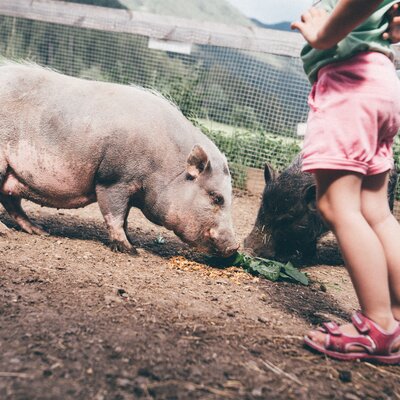 Schweine fressen im Stall | © Urlaub am Bauernhof Kärnten / Daniel Gollner