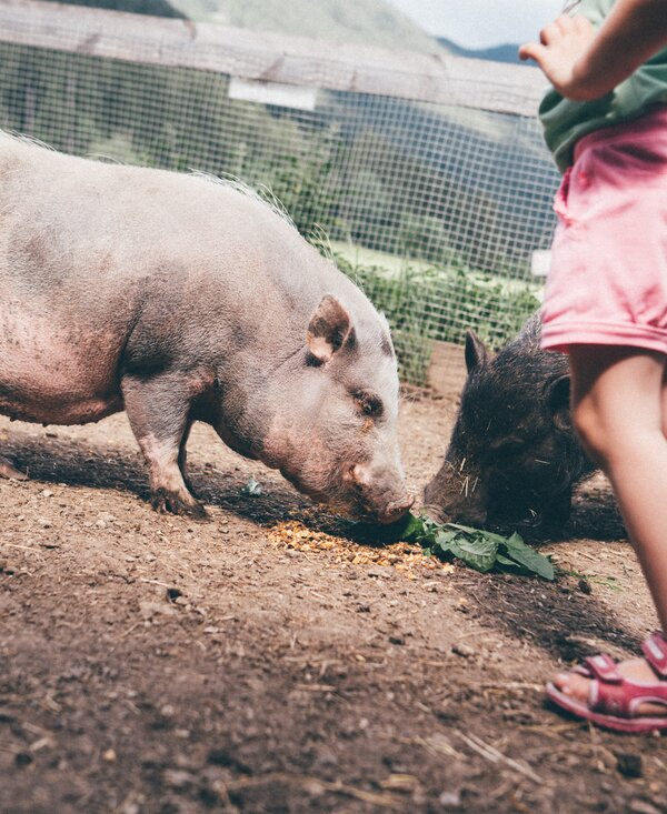 Schweine fressen | © Urlaub am Bauernhof Kärnten / Daniel Gollner Schweine fressen im Stall | © Urlaub am Bauernhof Kärnten / Daniel Gollner
