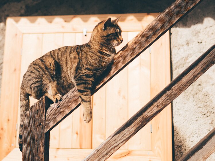 Katze liegt am Treppengeländer | © Urlaub am Bauernhof Kärnten / Daniel Gollner