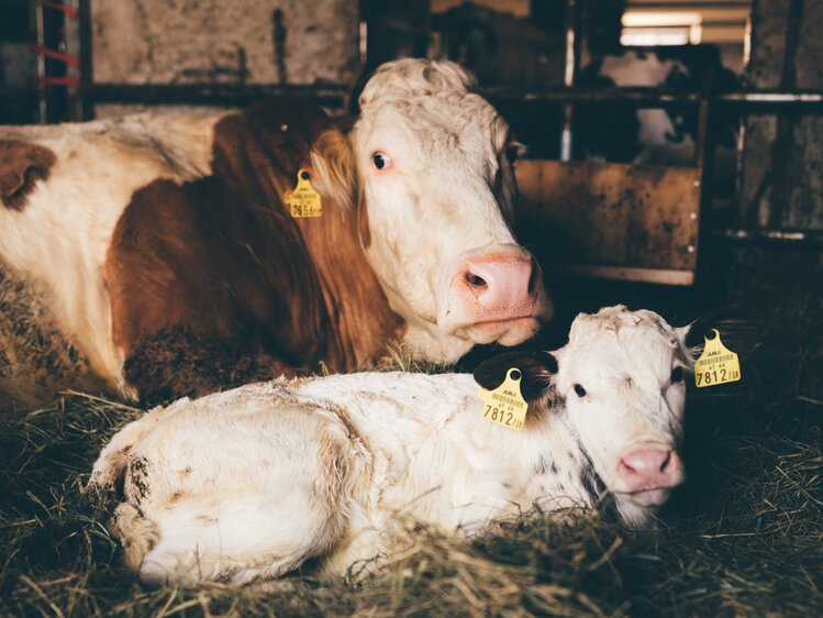 Kuh und Kalb im Stall | © Urlaub am Bauernhof Kärnten / Daniel Gollner