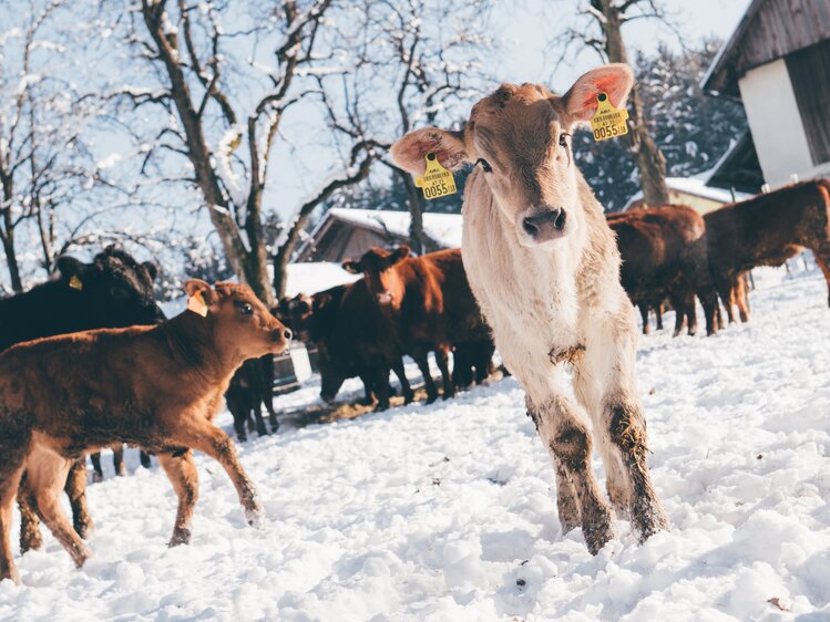 Kälber im Schnee | © Urlaub am Bauernhof Kärnten / Daniel Gollner