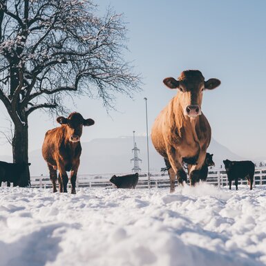 Kühe im Schnee | © Urlaub am Bauernhof Kärnten / Daniel Gollner