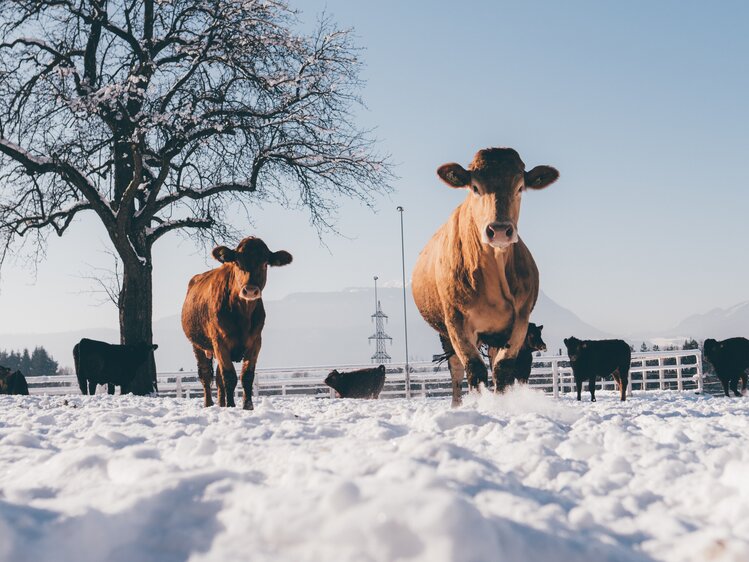 Kühe im Schnee | © Urlaub am Bauernhof Kärnten / Daniel Gollner