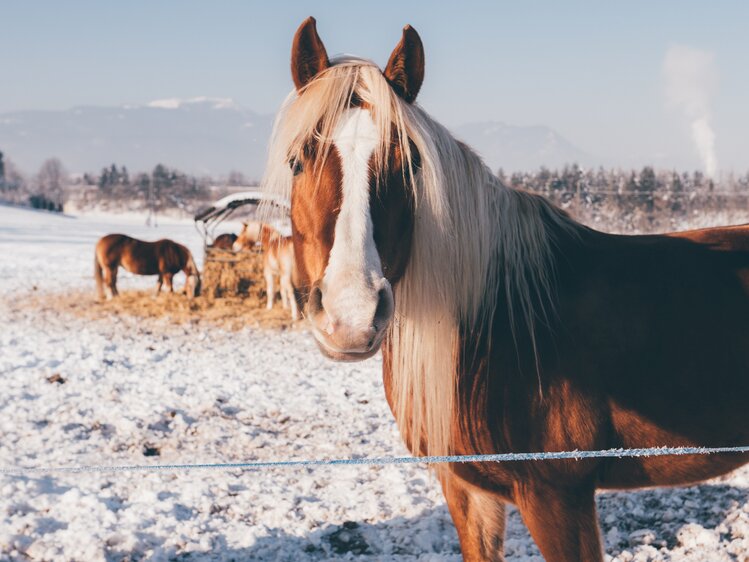 Pferd auf der Koppel | © Urlaub am Bauernhof Kärnten / Daniel Gollner