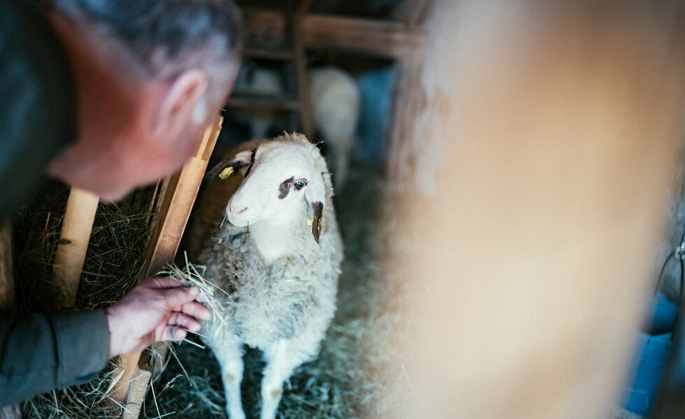 Mann mit Schaf | © Urlaub am Bauernhof Kärnten / Daniel Gollner