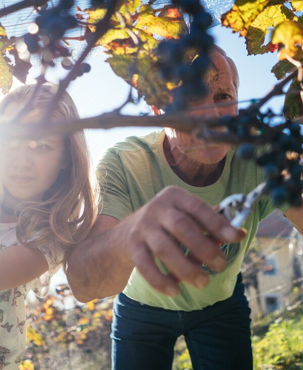 Mann und Kinder ernten Weinreben | © Urlaub am Bauernhof Kärnten / Daniel Gollner