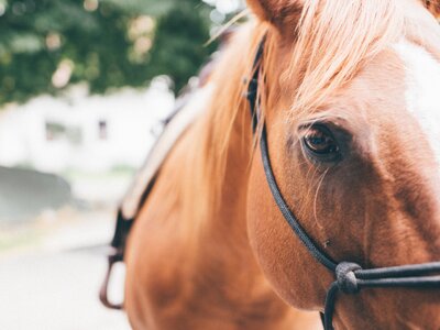 Pferd | © Urlaub am Bauernhof Kärnten / Daniel Gollner Pferd | © Urlaub am Bauernhof Kärnten / Daniel Gollner