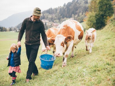 Bauer und Mädchen mit den Kühen | © Urlaub am Bauernhof Kärnten / Daniel Gollner Bauer und Mädchen gehen mit den Kühen auf der Wiese | © Urlaub am Bauernhof Kärnten / Daniel Gollner