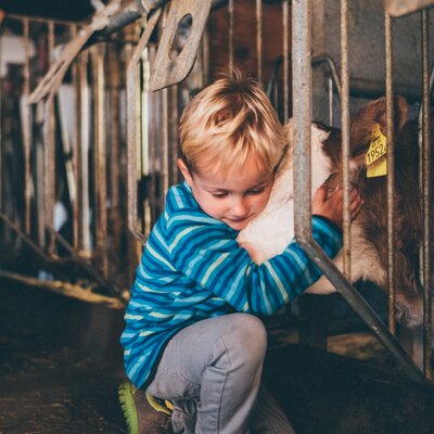Bub kuschelt mit dem Kalb im Stall | © Urlaub am Bauernhof Kärnten / Daniel Gollner