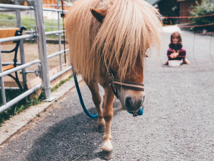 Pony geht am Weg | © Urlaub am Bauernhof Kärnten / Daniel Gollner