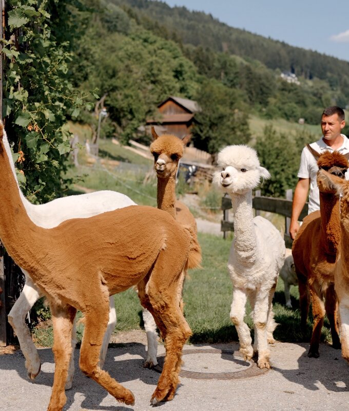 Alpakas vor dem Stall  | © Urlaub am Bauernhof Kärnten / Daniel Gollner