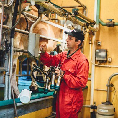 Bauer beim Melken im Stall | © Urlaub am Bauernhof Kärnten / Daniel Gollner