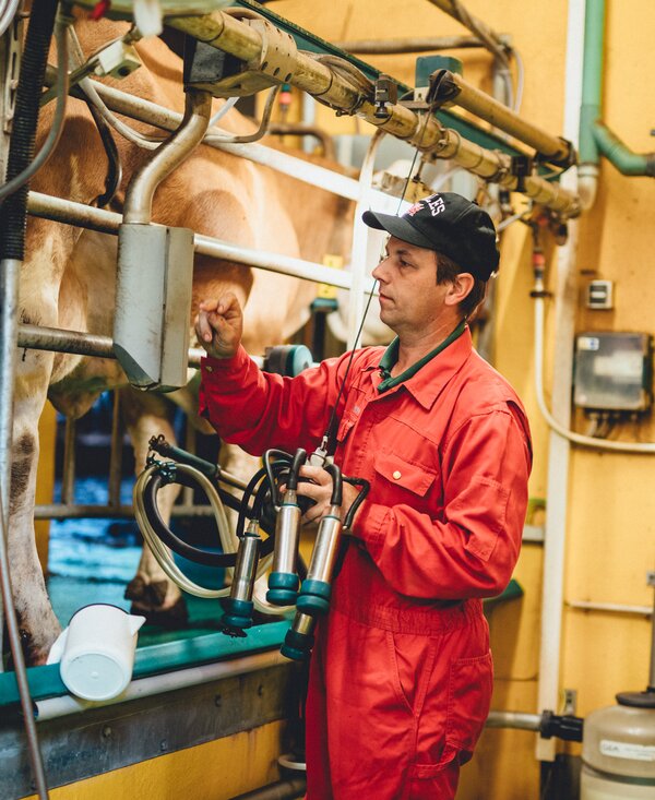 Bauer beim Melken | © Urlaub am Bauernhof Kärnten / Daniel Gollner Bauer beim Melken im Stall | © Urlaub am Bauernhof Kärnten / Daniel Gollner