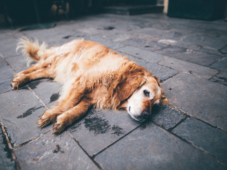 Hund liegt am Boden | © Urlaub am Bauernhof Kärnten/ Daniel Gollner
