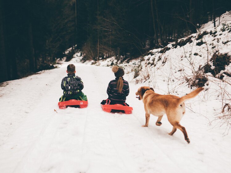 Kinder fahren mit dem Bob und Hund läuft hinterher | © Urlaub am Bauernhof Kärnten/ Daniel Gollner