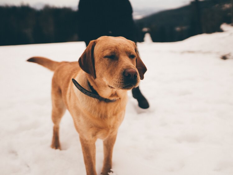 Hund steht im Schnee | © Urlaub am Bauernhof Kärnten / Daniel Gollner