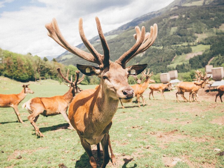 Hirsch blickt in die Kamera | © Urlaub am Bauernhof Kärnten / Daniel Gollner