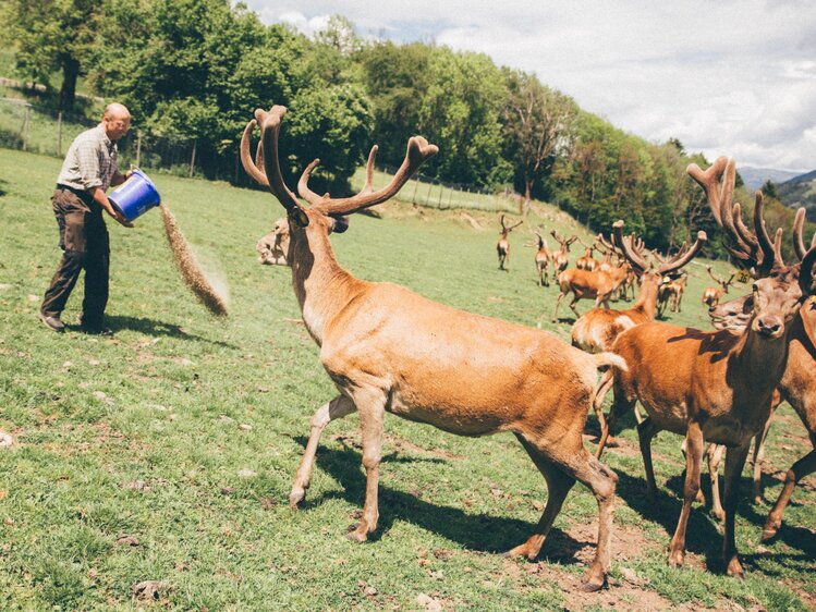 Mann streut Futter auf den Boden für das Wild | © Urlaub am Bauernhof Kärnten / Daniel Gollner