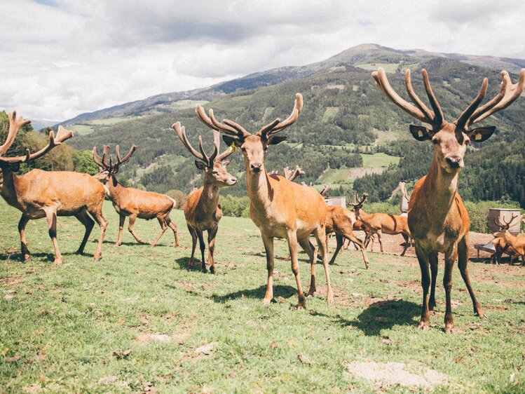 Wild auf der Wiese | © Urlaub am Bauernhof Kärnten / Daniel Gollner