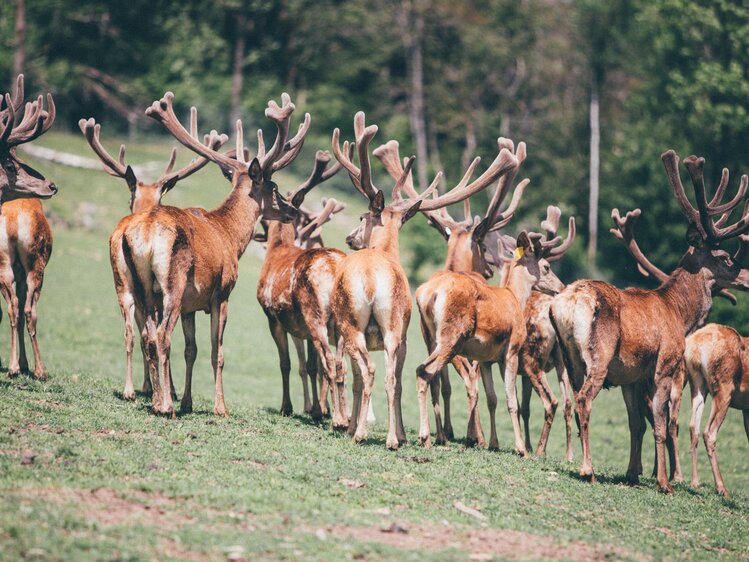 Wild auf der Wiese | © Urlaub am Bauernhof Kärnten / Daniel Gollner