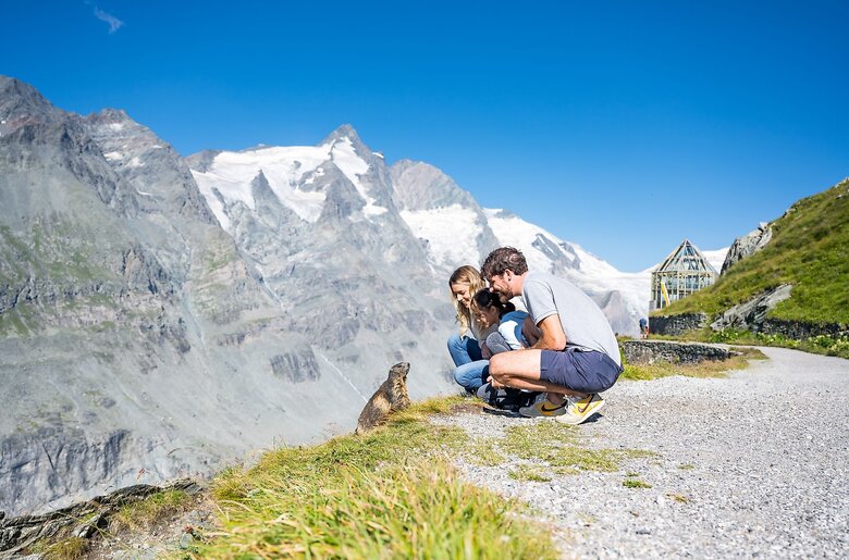 Murmeltier-Beobachtungen auf der Großglockner Hochalpenstraße | © Michael Stabentheiner/ Kärnten Werbung