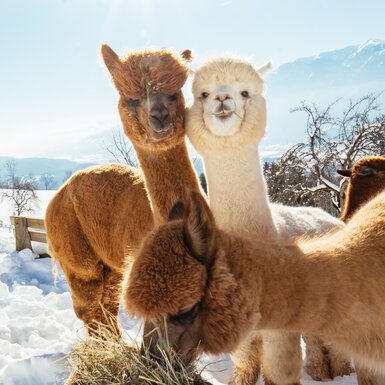 Drei Alpakas im Schnee | © Daniel Gollner / Urlaub am Bauernhof Kärnten