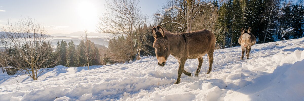Esel laufen über die verschneite Landschaft | © Urlaub am Bauernhof Kärnten / Michael Stabentheiner