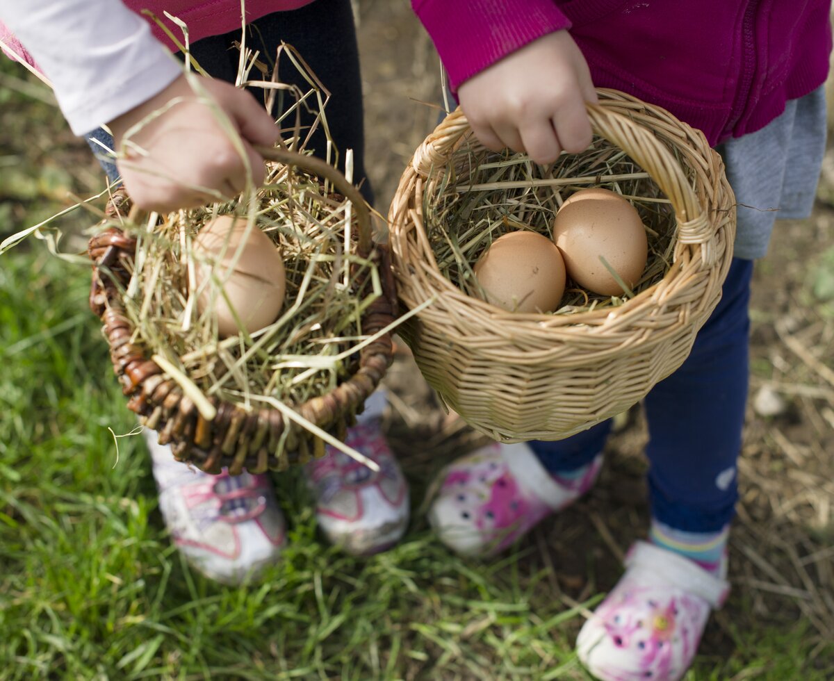Eier im Körbchen | © Urlaub am Bauernhof Niederösterreich / Karin Lohberger Kinder zeigen frisch geholte Eier im Körbchen | © Urlaub am Bauernhof Niederösterreich / Karin Lohberger