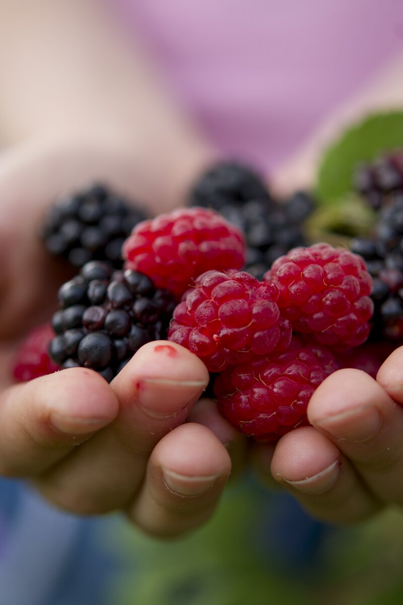Beeren liegen in Kinderhände | © Urlaub am Bauernhof Niederösterreich / Karin Lohberger