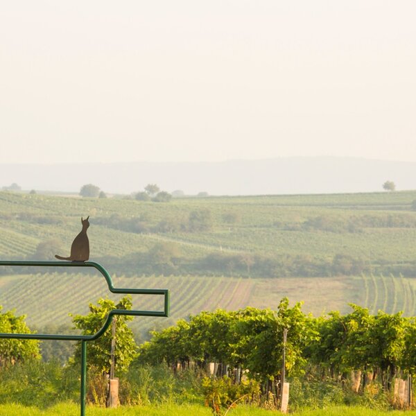 Weingarten mit Kellerkatze | © Weinviertel Tourismus / Bartl