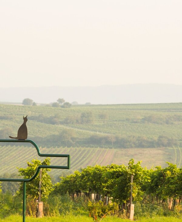 Weingarten mit Kellerkatze | © Weinviertel Tourismus / Bartl Weingarten mit Kellerkatze | © Weinviertel Tourismus / Bartl
