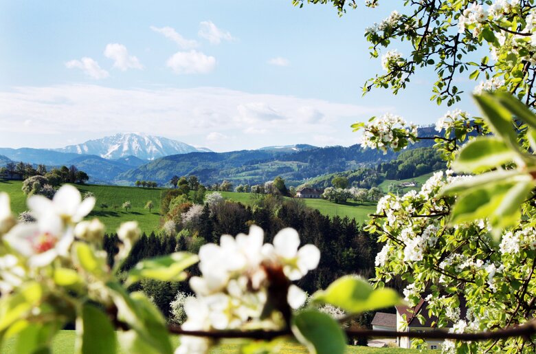 Blühender Baum mit Landschaft im Mostviertel  | © Mostviertel Tourismus / weinfranz.at