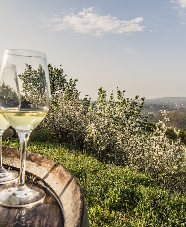 Weinfrühling Langenlois | © Niederösterreich Werbung / Robert Herbst Zwei Weingläser auf Weinfass im Weingarten in Langenlois | © Niederösterreich Werbung / Robert Herbst