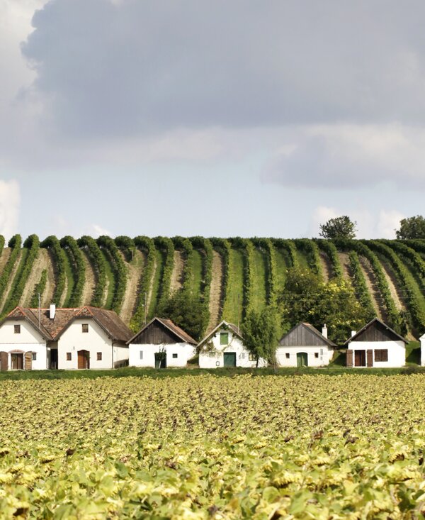 Kellergasse Diepolz im Weinviertel | © Weinviertel Tourismus / Christine Wurnig Landschaftsfoto von Kellergasse Diepolz im Weinviertel | © Weinviertel Tourismus / Christine Wurnig