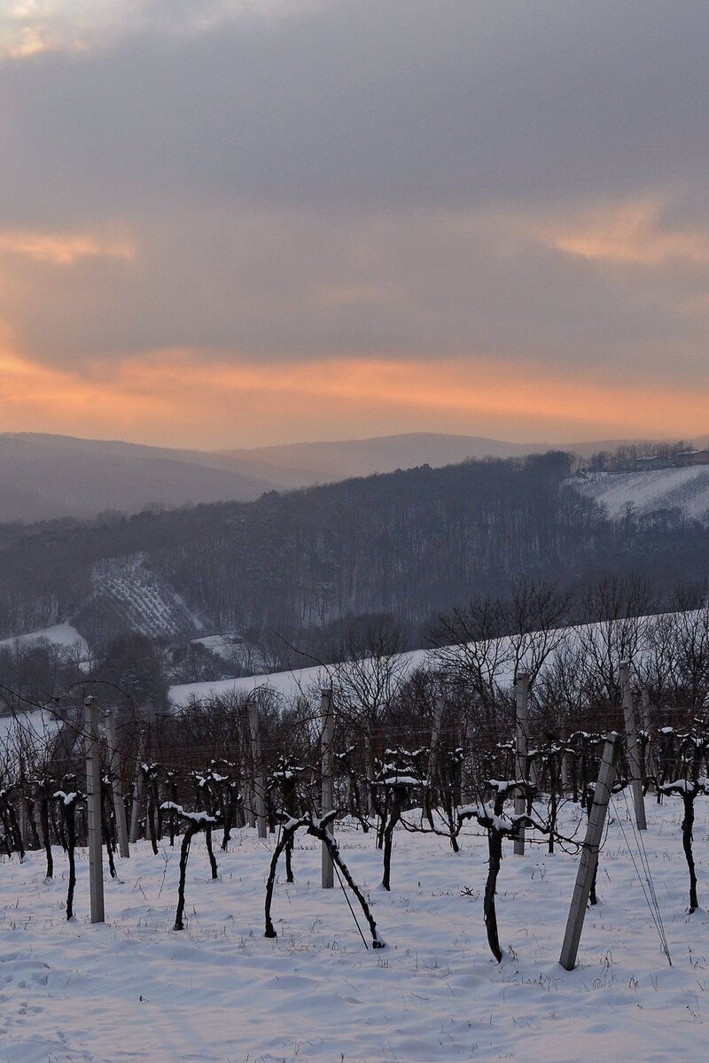 Abendstimmung im Winter im Weingarten im Wienerwald | © Wienerwald Tourismus / Martina Konrad Murphy