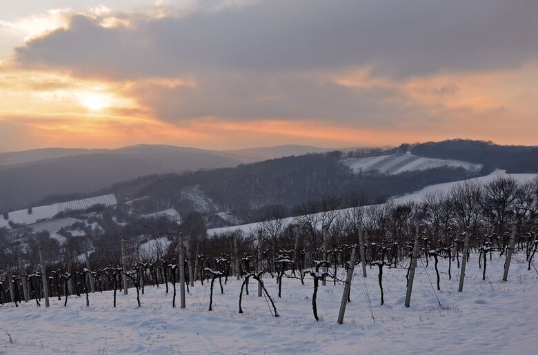 winterliche Abendstimmung im Weingarten im Wienerwald | © Wienerwald Tourismus / Martina Konrad Murphy Abendstimmung im Winter im Weingarten im Wienerwald | © Wienerwald Tourismus / Martina Konrad Murphy