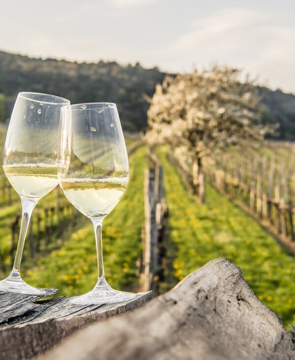 Weinfrühling im Wienerwald | © Niederösterreich Werbung / Robert Herbst Zwei Weingläser im Weingarten im Wienerwald | © Niederösterreich Werbung / Robert Herbst