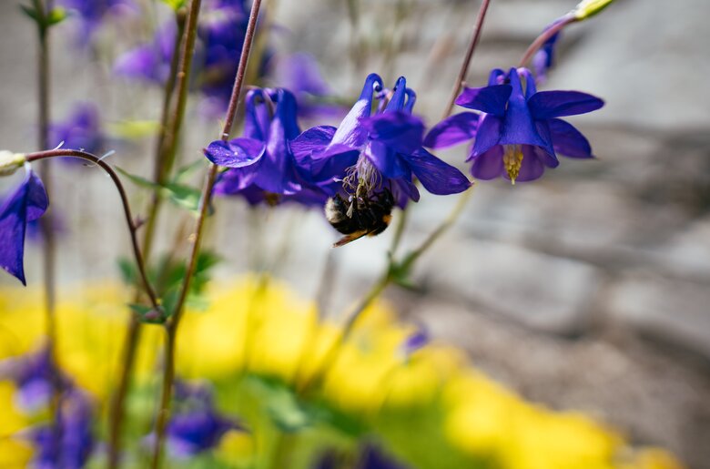 Eine Hummel sitzt in der Blüte einer Akelei. | © Urlaub am Bauernhof Oberösterreich / Daniel Gollner