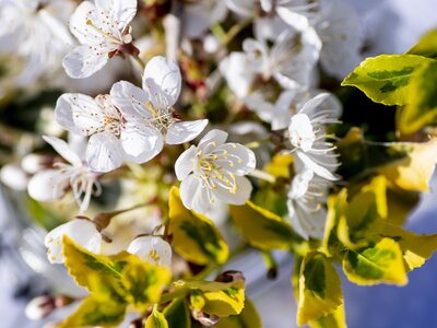 Die Obstbäume blühen! | © Urlaub am Bauernhof Oberösterreich / Puremotions Photography Blühender Obstbaum, Nahaufnahme | © Urlaub am Bauernhof Oberösterreich / Puremotions Photography