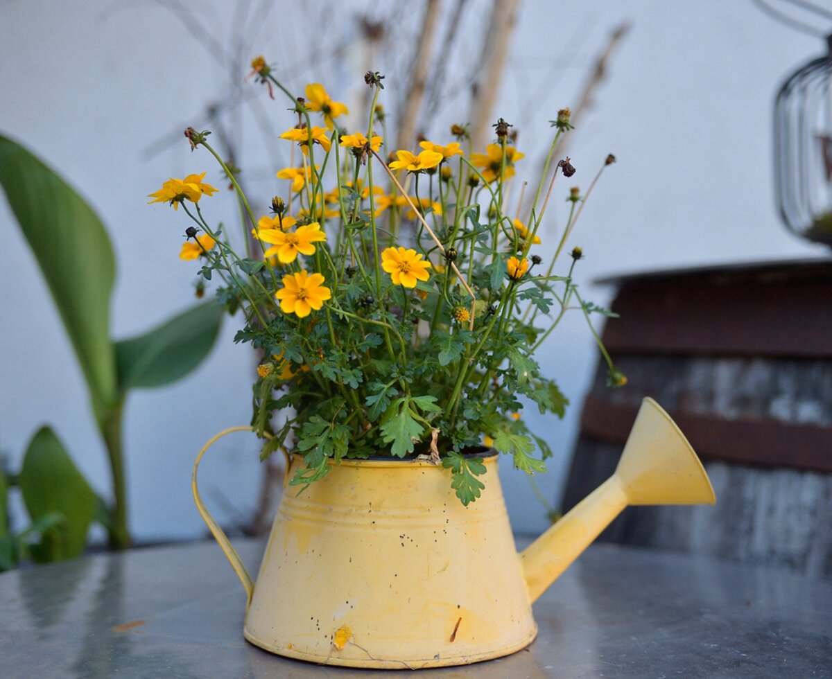 Gelbe Blumen wachsen aus einer gelben Gießkanne | © Urlaub am Bauernhof Oberösterreich / Ralph Fischbacher