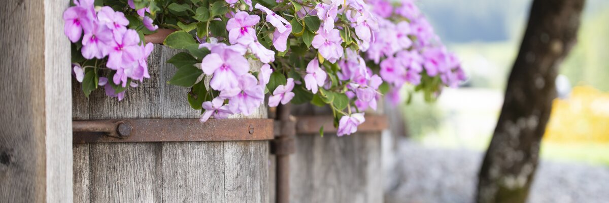 Rosa Blumenschmuck in alten Holzfässern am Bauernhof | © Urlaub am Bauernhof Oberösterreich / Andreas Hofer