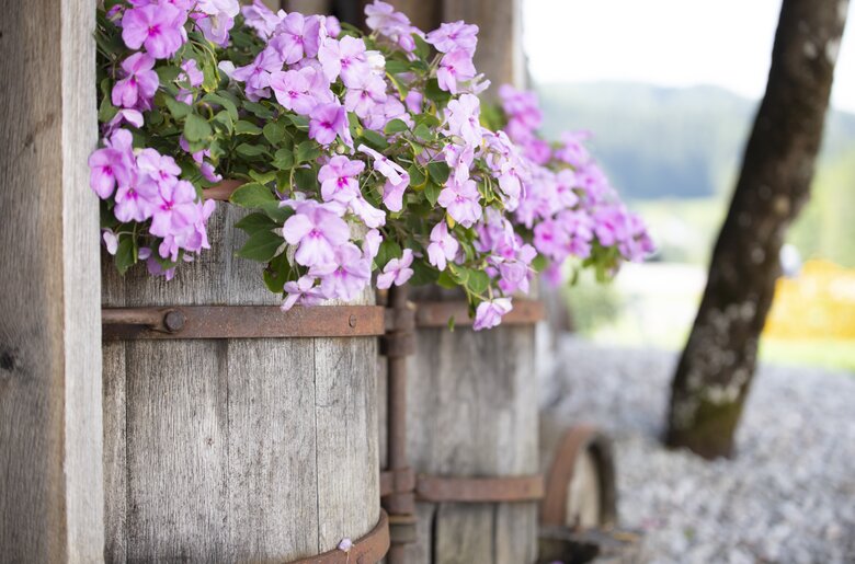 Rosa Blumenschmuck in alten Holzfässern am Bauernhof | © Urlaub am Bauernhof Oberösterreich / Andreas Hofer