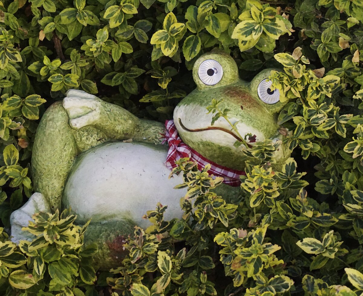 Frosch im Strauch | © Urlaub am Bauernhof Oberösterreich / Harald Puchegger Frosch-Statue aus Ton sitzt im grünen Strauch | © Urlaub am Bauernhof Oberösterreich / Harald Puchegger