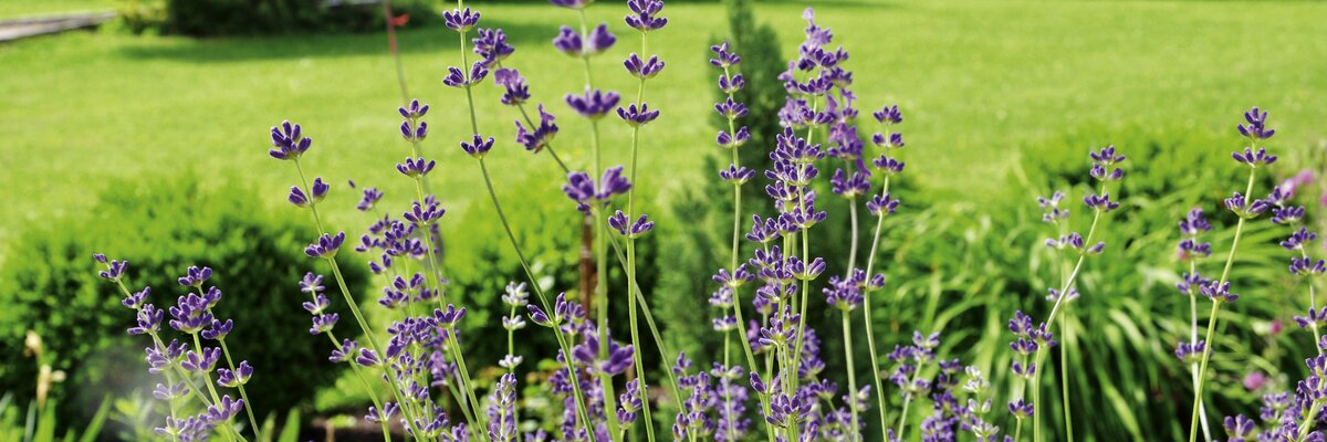 Lavendel blüht im Garten | © Urlaub am Bauernhof Oberösterreich / Harald Puchegger