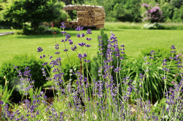 Lavendel im Garten | © Urlaub am Bauernhof Oberösterreich / Harald Puchegger Lavendel blüht im Garten | © Urlaub am Bauernhof Oberösterreich / Harald Puchegger