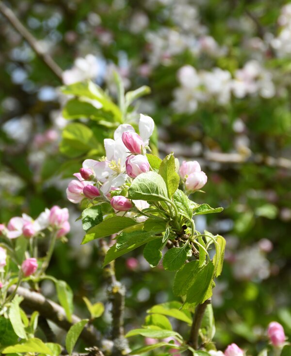 Obstbaumblüte | © Urlaub am Bauernhof Oberösterreich / Harald Puchegger Rosa-weiße Obstbaumblüte | © Urlaub am Bauernhof Oberösterreich / Harald Puchegger