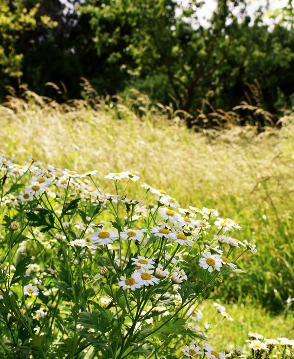 Ruhegarten am Waldbothgut | © Urlaub am Bauernhof Oberösterreich / Harald Puchegger Ruhegarten am Waldbothgut | © Urlaub am Bauernhof Oberösterreich / Harald Puchegger